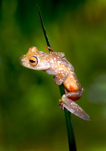 Frogs Heaven Red-webbed Tree Frog-0247 jm