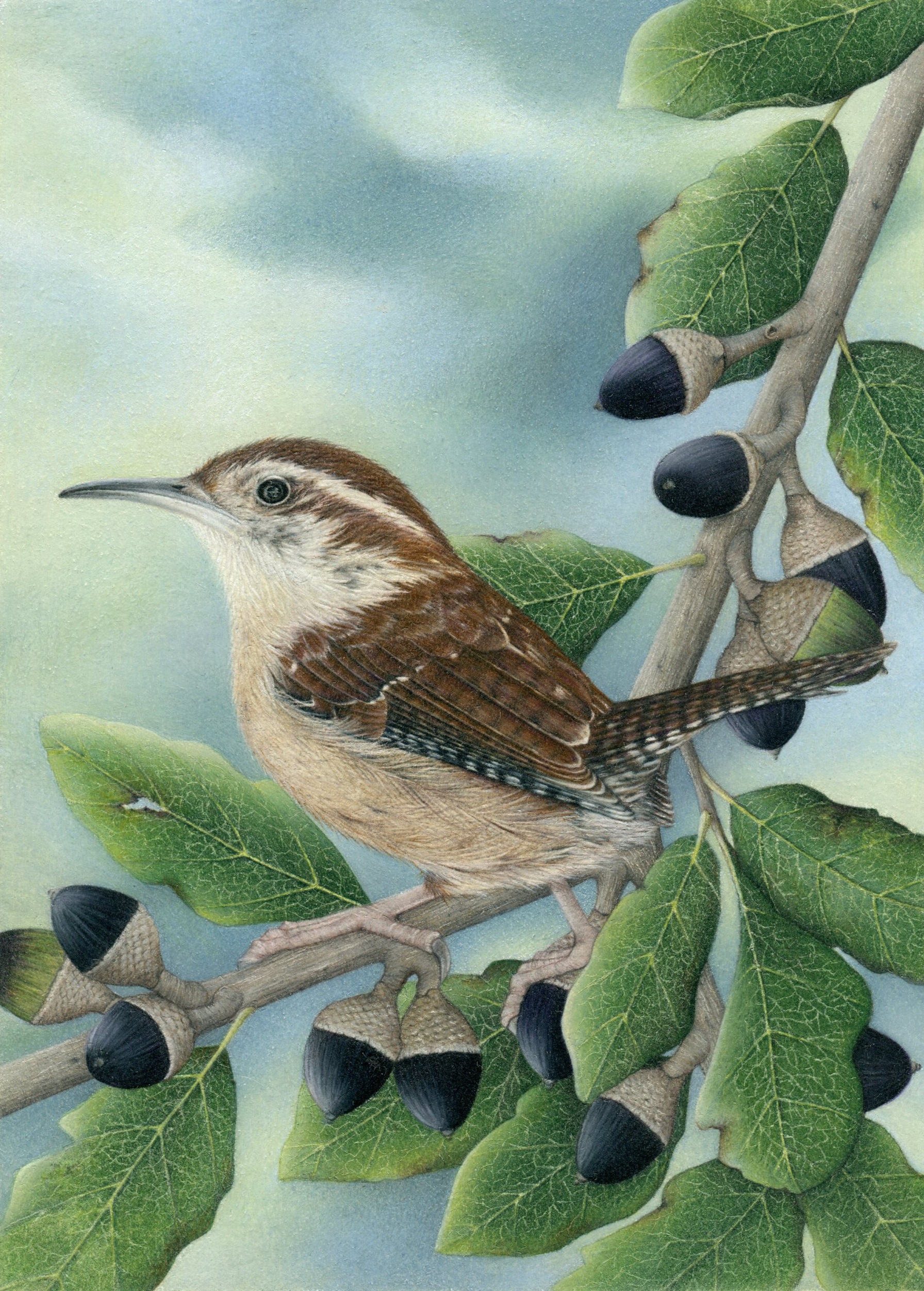 Carolina Wren 300dpi
