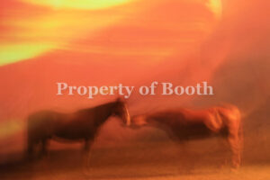 © Susan K Friedland, Orange Horses #1, 2013, Pigment Print , 40" x 60", PH2013.002.001, Gift of the Artist
