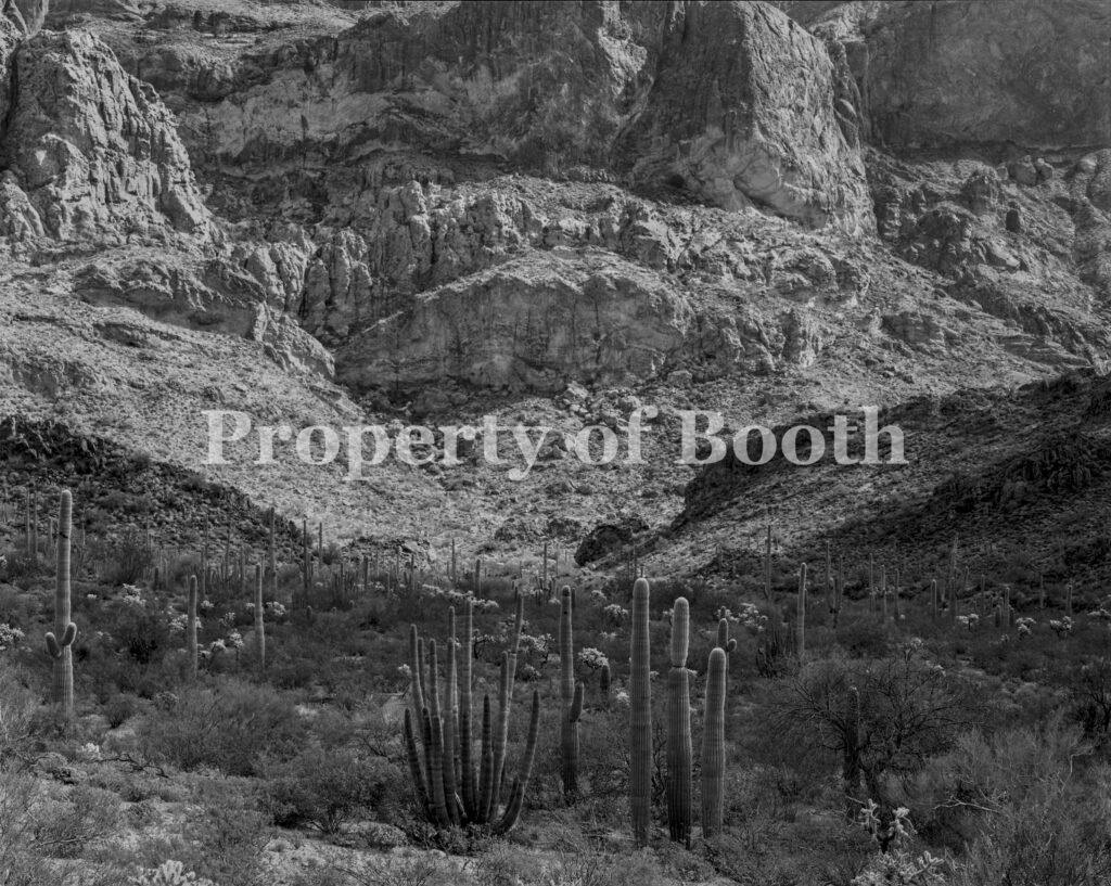 © Jay Dusard, Estes Canyon, Organ Pipe Cactus, NM, Arizona, 1985, Silver Gelatin Print , 7 .5" x 9.5", PH2018.005.055, The Jay Dusard Collection at the Booth Western Art Museum