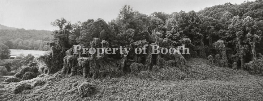 © Jay Dusard, Kudzu, Jackson County, North Carolina, 1991, Silver Gelatin Print , 12" x 20", PH2018.005.064, The Jay Dusard Collection at the Booth Western Art Museum