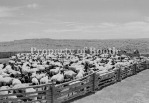 © Barbara Van Cleve, Part of Chew's Suffock Sheep [Chew Ranch, Utah], 2000, Pigment Print, 13.5" x 20", PH2018.007.002, Museum Purchase