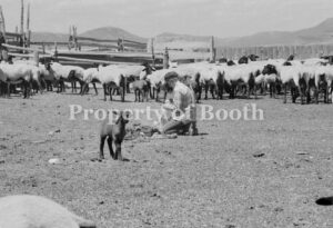 © Barbara Van Cleve, KaDee Counts Tails as Lamb Wanders [Chew Ranch, Utah], 2000, Pigment Print, 11.5" x 20", PH2018.007.006, Museum Purchase