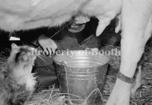 © Barbara Van Cleve, Katy Gives Kitty a Drink of Fresh Milk [Katy Whitlock, Wyoming], 2001, Pigment Print, 13.5" x 20", PH2018.007.019, Museum Purchase