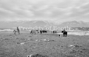 © Barbara Van Cleve, Sarah and Levi Move Horses [Sarah Guenzler, Montana], 2000, Pigment Print, 10.6" x 20", PH2018.007.023, Museum Purchase