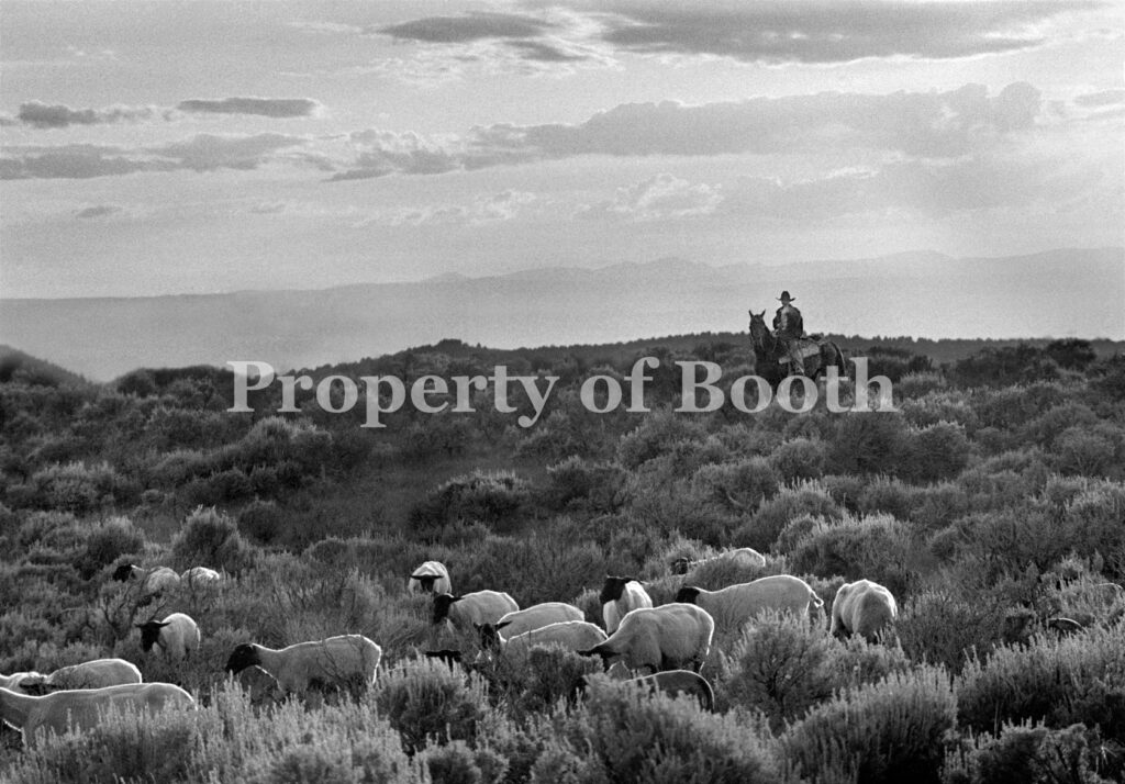© Barbara Van Cleve, The Shepherd [Chew Ranch, Utah], 2000, Pigment Print, 13.5" x 20", PH2018.007.026, Museum Purchase