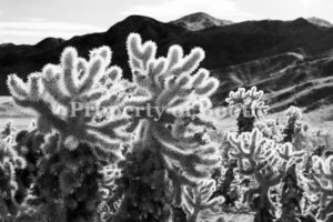 © Tim Barnwell, Cholla Cactus with Dark Mountains Behind, Joshua Tree National Park, California, 2015, Pigment Print, 20" x 30", PH2018.008.011, Museum Purchase