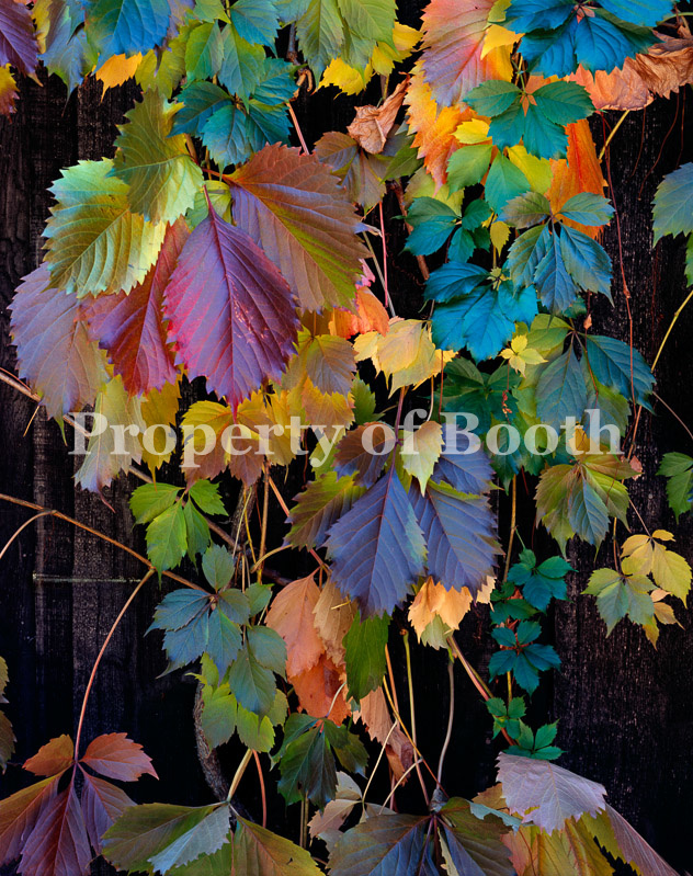 © Philip Hyde, Virginia Creeper, Northern Sierra Nevada, California, 1977, Pigment Print, 14" x 11", PH2018.008.024, Museum Purchase