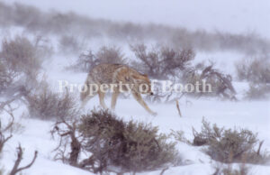 © Tom Murphy, Coyote in Ground Blizzard, 2001, Pigment Print, 20" x 30", PH2018.008.031, Museum Purchase