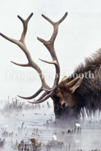 © Tom Murphy, Bull Elk Feeding Under Water - V, 2001, Pigment Print, 30" x 20", PH2018.008.033, Museum Purchase
