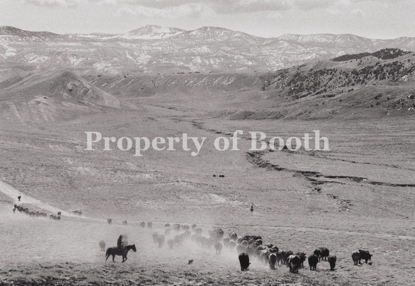 © Barbara Van Cleve, Into the Big Coulee, Moving Bulls, Vermillion Ranch, Maybell, CO, 1987, Pigment Print, 13" x 109", PH2019.001.003, Museum Purchase
