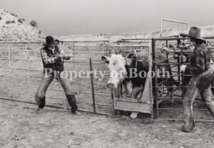 © Barbara Van Cleve, Dee Dee and Polly Bickinson Getting Cow in Chute, Vermillion Ranch, Maybell, CO, 1987, Pigment Print, 12" x 18.7", PH2019.001.005, Museum Purchase