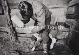 © Barbara Van Cleve, Gretchen Sammis Bottle Feeding an Orphaned Calf, Chase Ranch, Cimarron, NM, 1987, Pigment Print, 13.25" x 18.8", PH2019.001.015, Museum Purchase