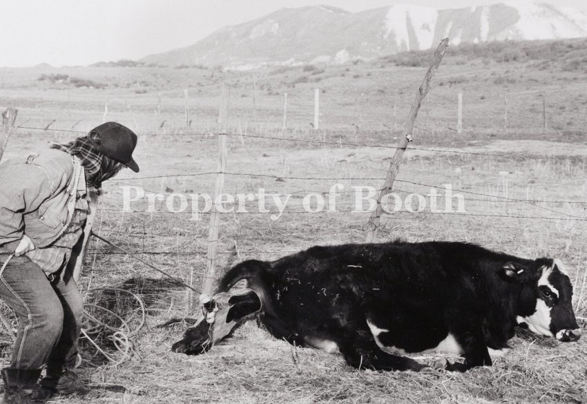 © Barbara Van Cleve, Cynthia May Pulling a Heifer's Calf, S Bar S Ranch, Steamboat Springs, CO, 1987, Pigment Print, 13" x 19", PH2019.001.023, Museum Purchase