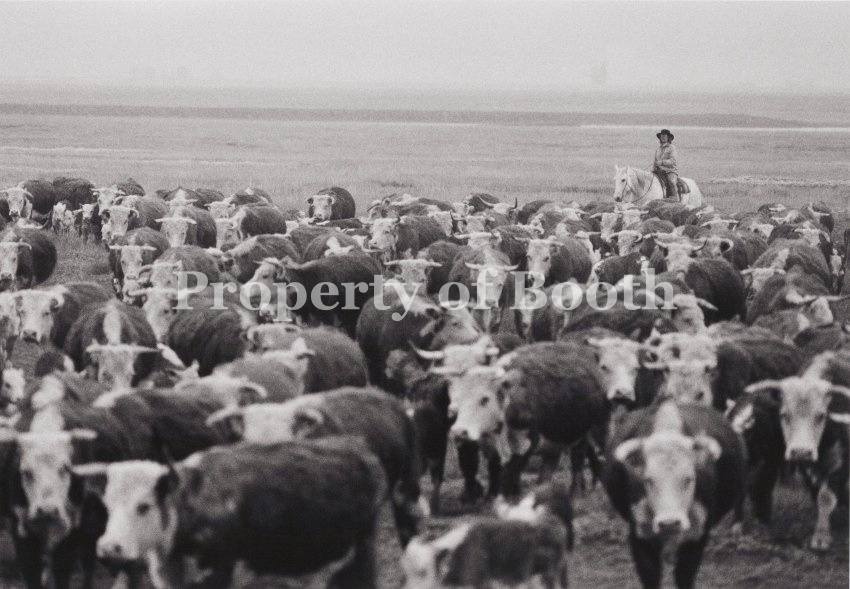 © Barbara Van Cleve, Julia Davis Stafford Moves Ranch Herefords, CS Ranch, Cimarron, NM, 1986, Pigment Print, 13" x 19", PH2019.001.033, Museum Purchase
