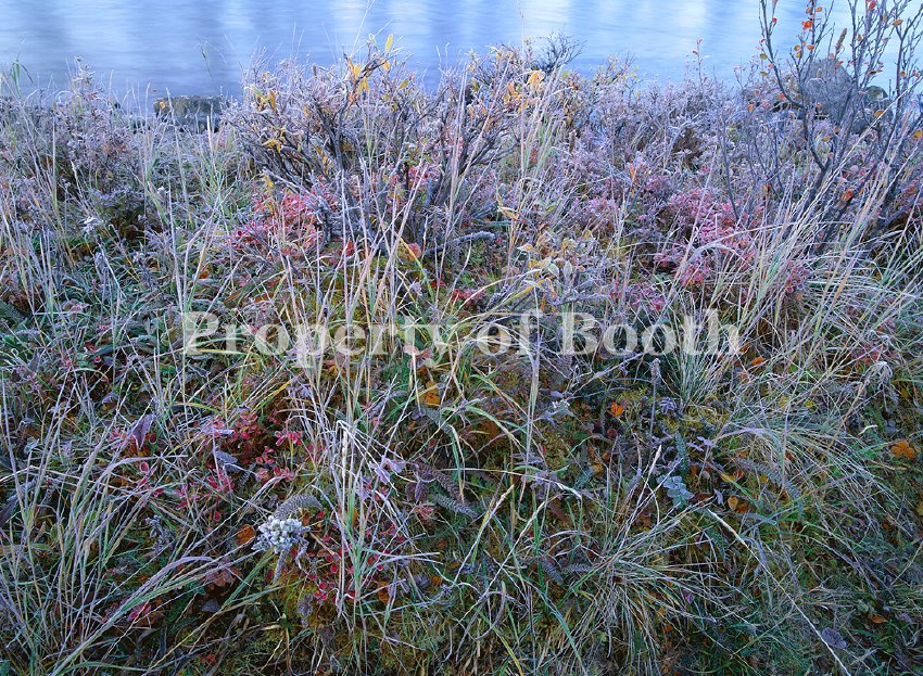 © Robert Glenn Ketchum, Fall Frost at the River's Edge, 1999, Fujicolor Crystal Archive, 47.75" x 65", PH2019.004.002, Gift of Robert Glenn Ketchum