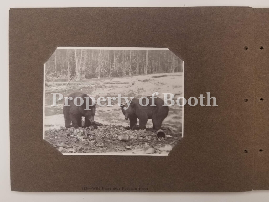 © Frank Jay Haynes, 4134 - Wild Bears near Fountain Hotel, 1883, Silver Print, 3.5" x 4.5", PH2020.006.005a.016, Museum Purchase