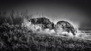 © Graham Hobart, In the Fog of War - Bison Rut, 2014, Pigment Print, 27" x 50", PH2017.002.001, Gift of Graham Hobart