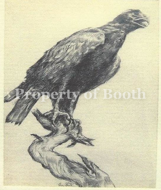 Benjamin E. Shute Falcon n.d. Graphite 15 x 11.5 Gift of