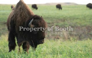 © Rhett Turner, Bison Bull on Z-Bar, 2021, Archival Pigment Inkjet Print on Rag Baryta Paper, 36 x 46", Gift of the Artist