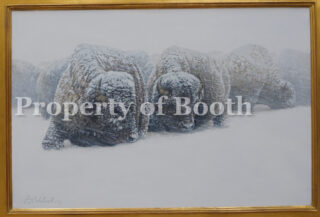 © Guy Coheleach, Winter Whiteout Bison, n.d., oil on canvas, 24 x 36", Gift of a friend